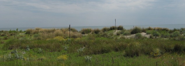 Flora delle dune